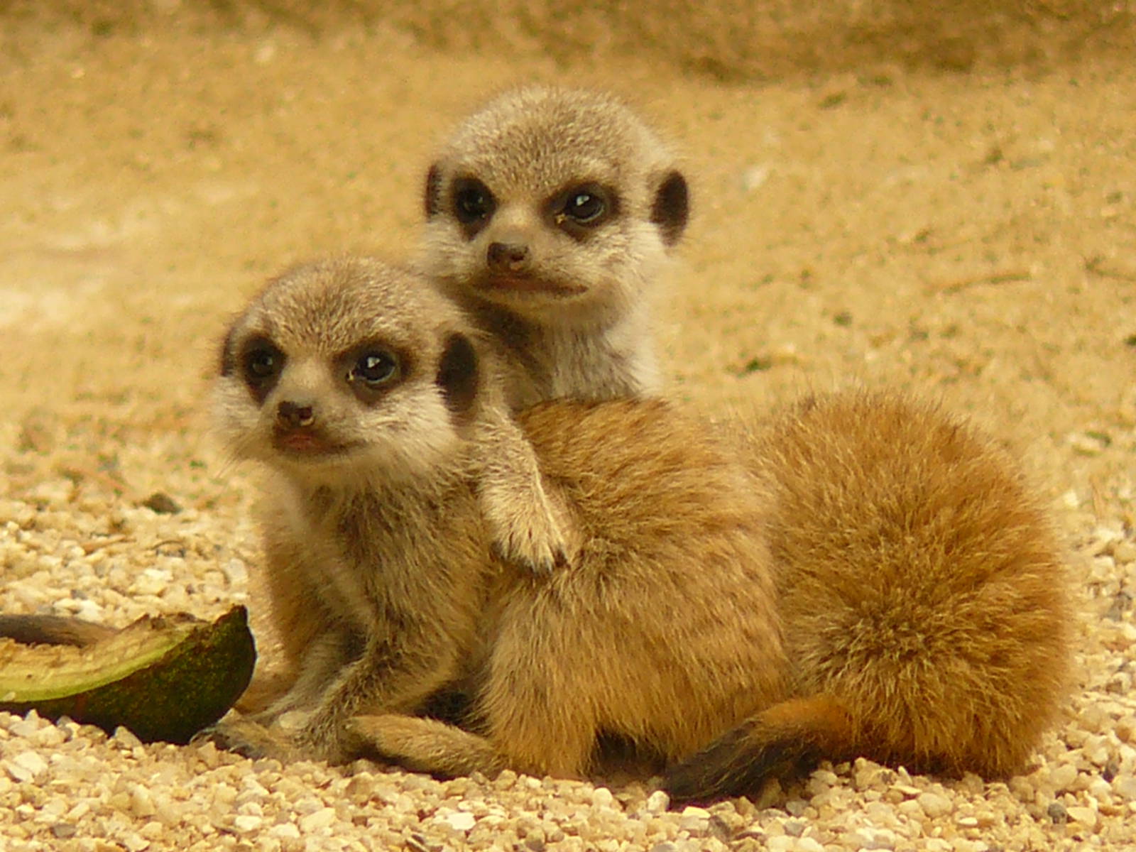 Meercat babies