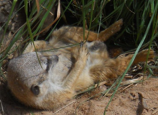 Meercat looking very relaxed