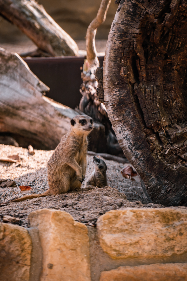 Meercat with baby