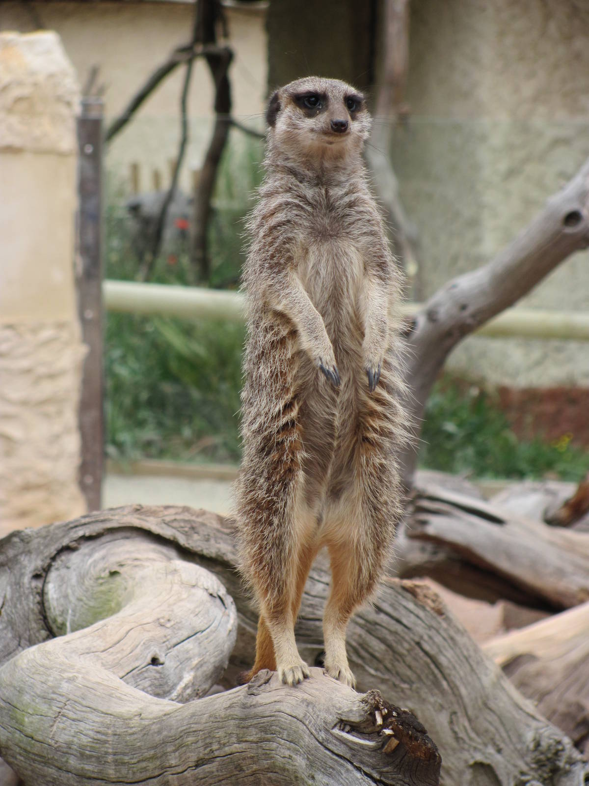 Meercat