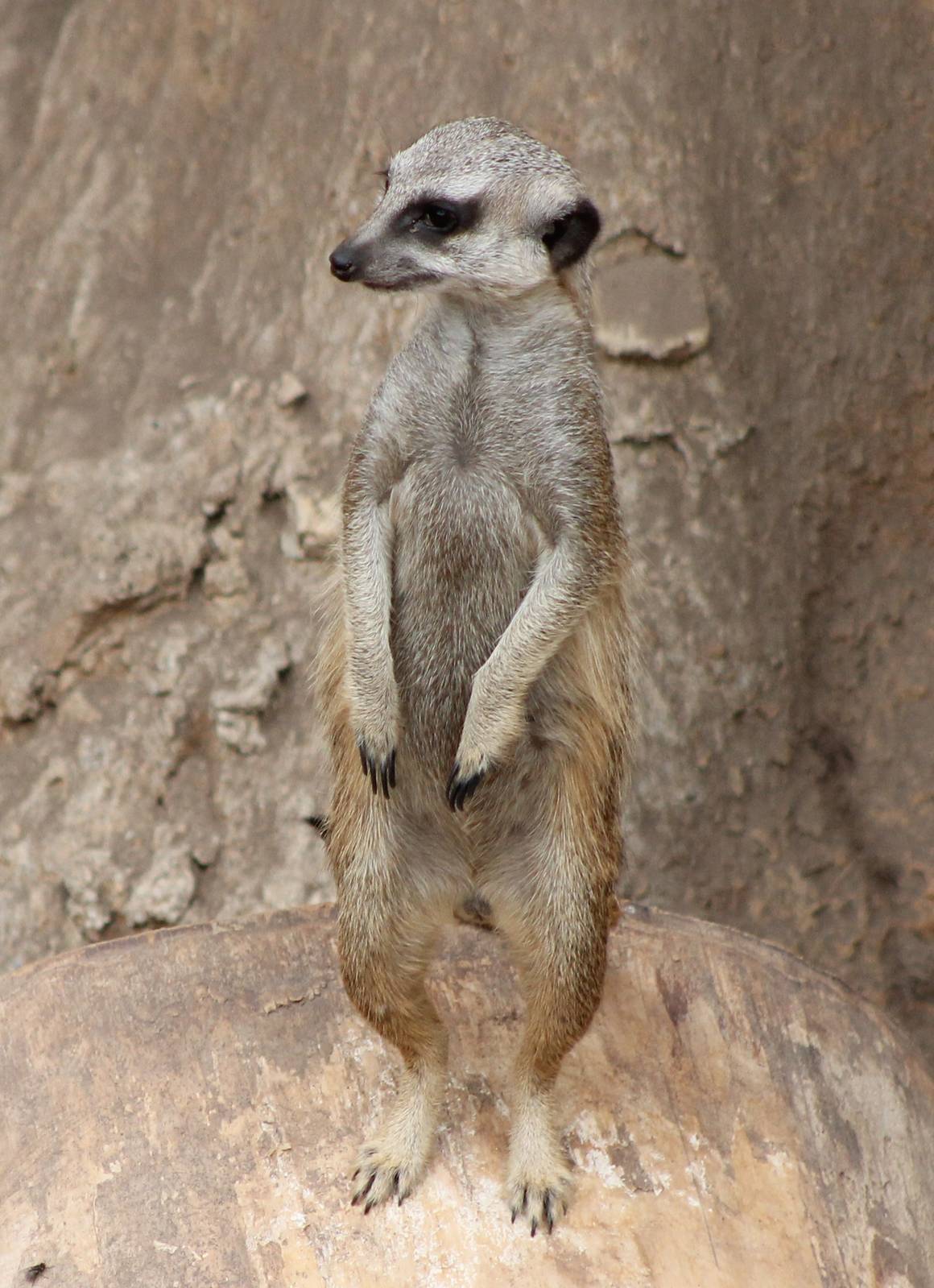 Meercat