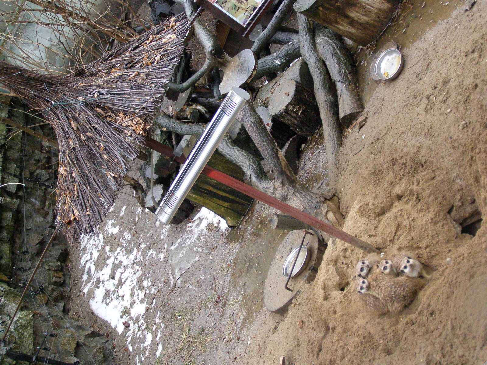 meercats (Suricata suricatta)