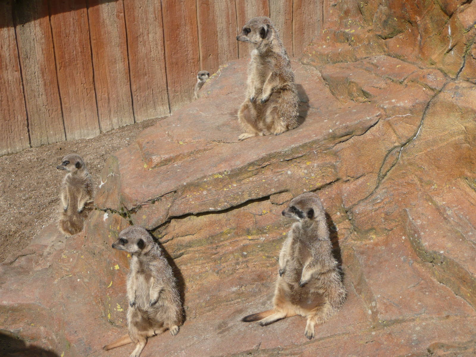 Meercats