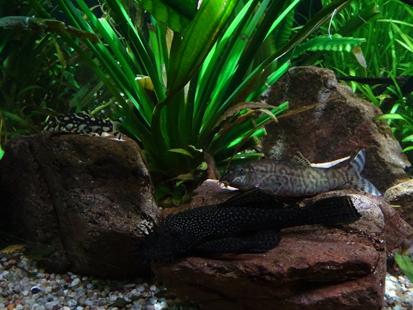 Meeresaquarium Zella-Mehlis: 3 species