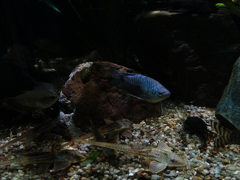 Meeresaquarium Zella-Mehlis: 5 species