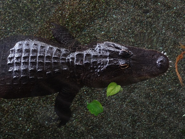 Meeresaquarium Zella-Mehlis: Alligator mississippiensis