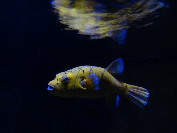 Meeresaquarium Zella-Mehlis: Arothron nigropunctatus