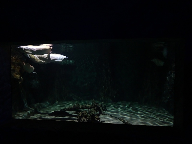 Meeresaquarium Zella-Mehlis: arowana tank