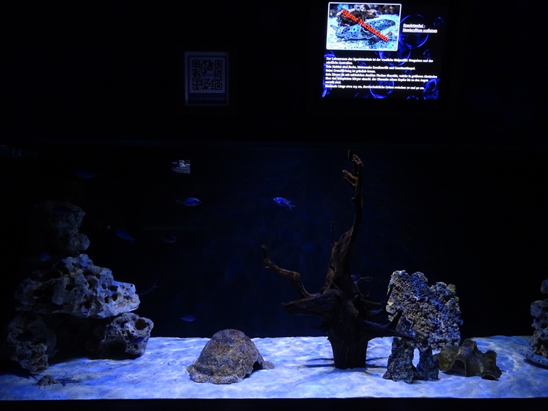 Meeresaquarium Zella-Mehlis: Baby shark  tank