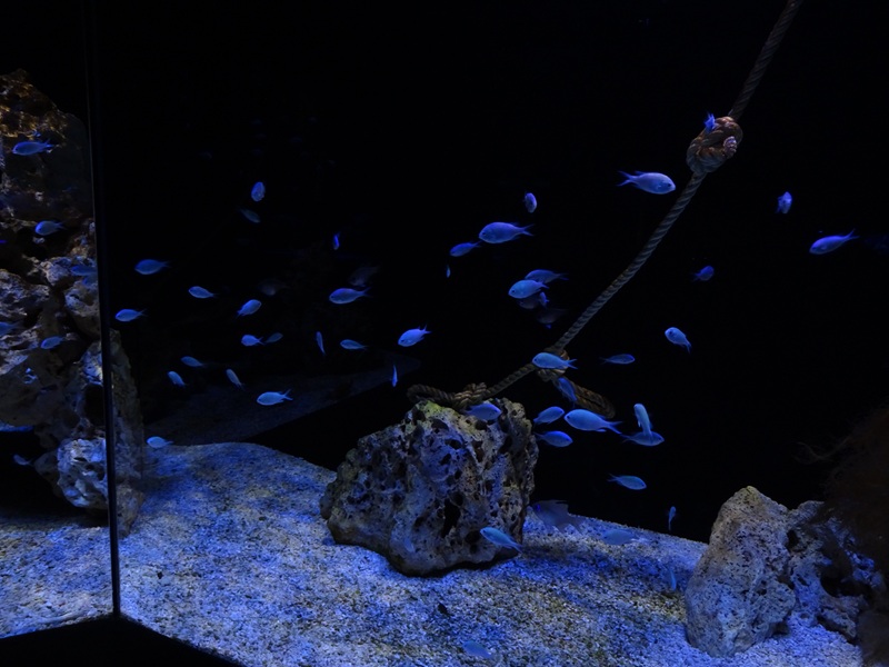 Meeresaquarium Zella-Mehlis: Bluegreen damsel tank