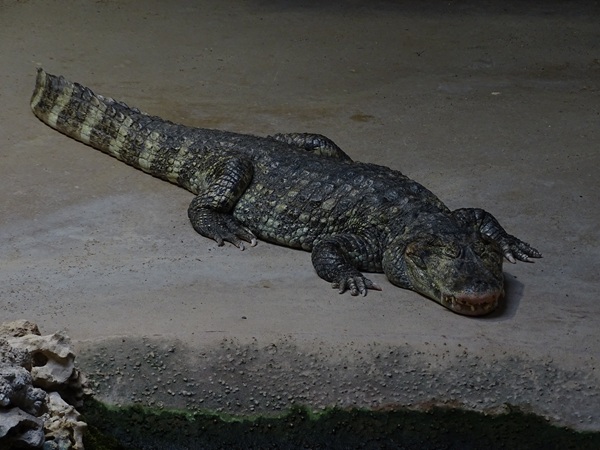 Meeresaquarium Zella-Mehlis: Broad-snouted caiman (Caiman latirostris)