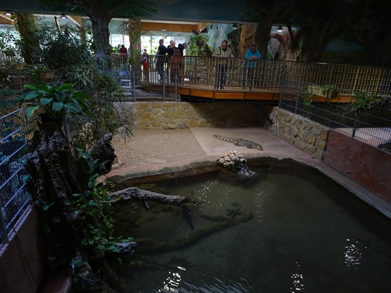Meeresaquarium Zella-Mehlis: broad-snouted caiman enclosure
