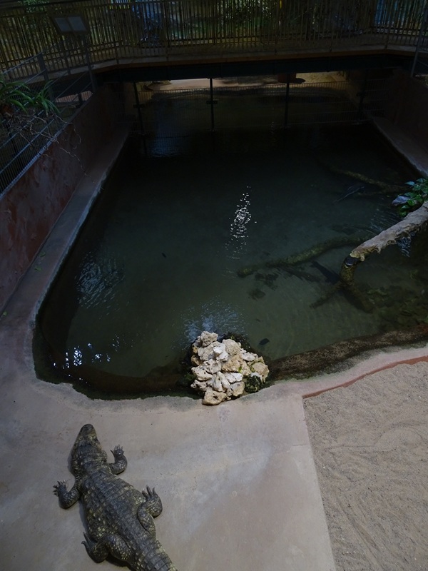Meeresaquarium Zella-Mehlis: broad-snouted caiman enclosure