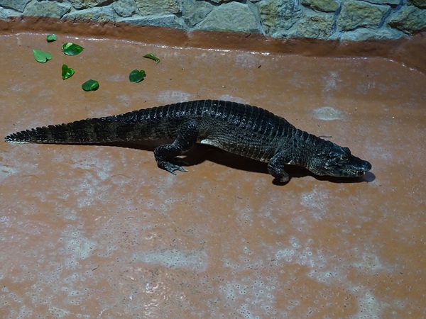 Meeresaquarium Zella-Mehlis: Caiman crocodilus