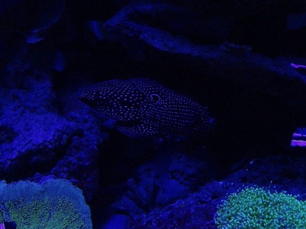 Meeresaquarium Zella-Mehlis: Calloplesiops altivelis