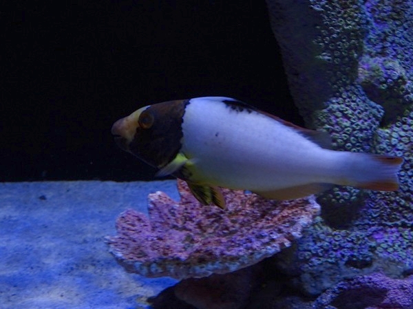 Meeresaquarium Zella-Mehlis: Cetoscarus bicolor