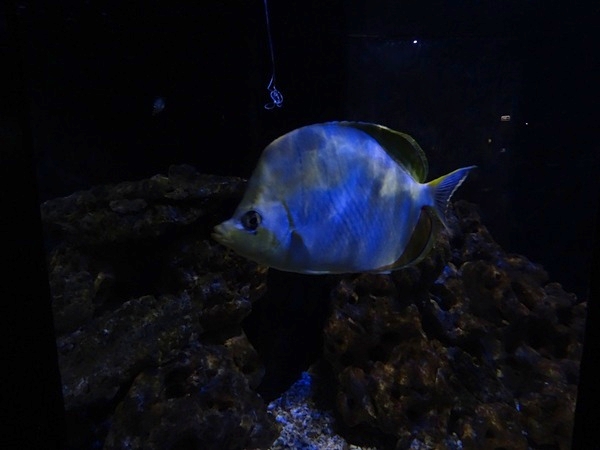 Meeresaquarium Zella-Mehlis: Chaetodon xanthocephalus