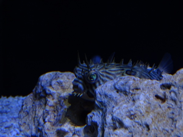 Meeresaquarium Zella-Mehlis: Chilomycterus schoepfii