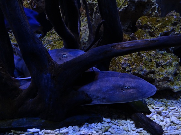 Meeresaquarium Zella-Mehlis: Chiloscyllium punctatum