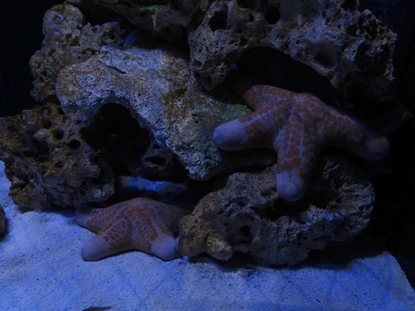 Meeresaquarium Zella-Mehlis: Choriaster granulatus