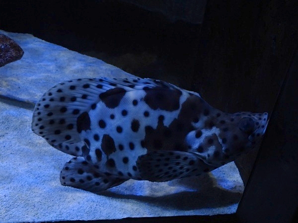 Meeresaquarium Zella-Mehlis: Chromileptes altivelis