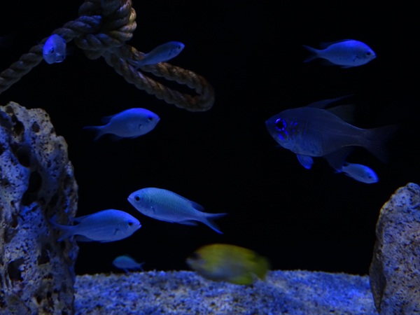 Meeresaquarium Zella-Mehlis: Chromis viridis + Zoramia leptacanthus
