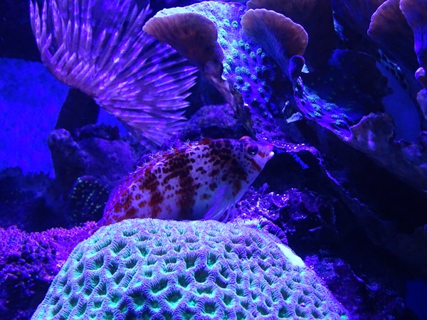 Meeresaquarium Zella-Mehlis: Cirrhitichthys falco