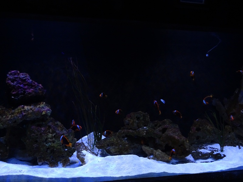 Meeresaquarium Zella-Mehlis: clownfish/angelfish tank