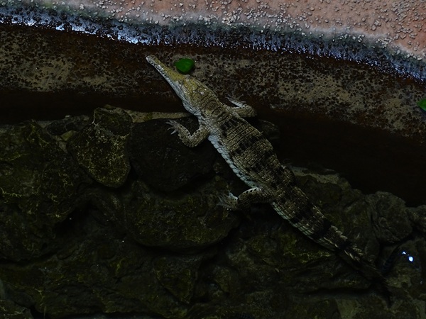 Meeresaquarium Zella-Mehlis: Crocodylus johnsoni