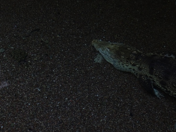Meeresaquarium Zella-Mehlis: Crocodylus moreletii