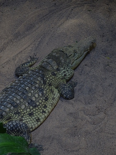 Meeresaquarium Zella-Mehlis: Crocodylus niloticus