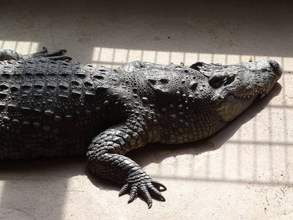 Meeresaquarium Zella-Mehlis: Crocodylus palustris