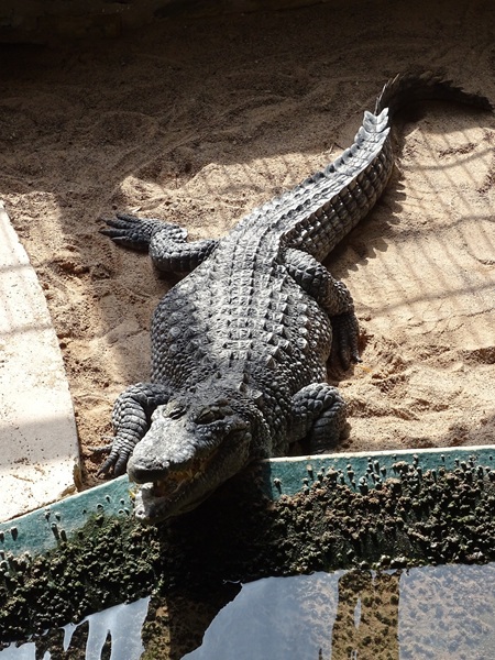Meeresaquarium Zella-Mehlis: Crocodylus siamensis