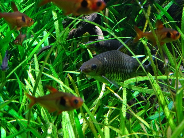 Meeresaquarium Zella-Mehlis: Crossocheilus reticulatus