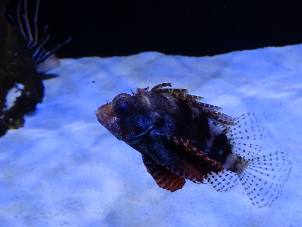 Meeresaquarium Zella-Mehlis: Dendrochirus brachypterus