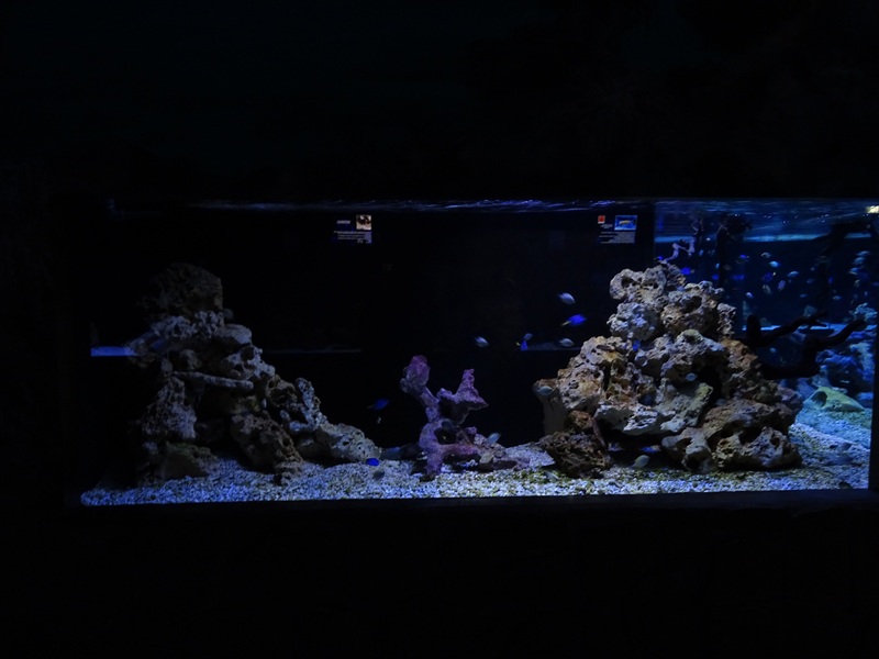Meeresaquarium Zella-Mehlis: 'Dory' tank