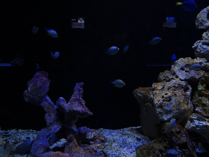 Meeresaquarium Zella-Mehlis: 'Dory' tank