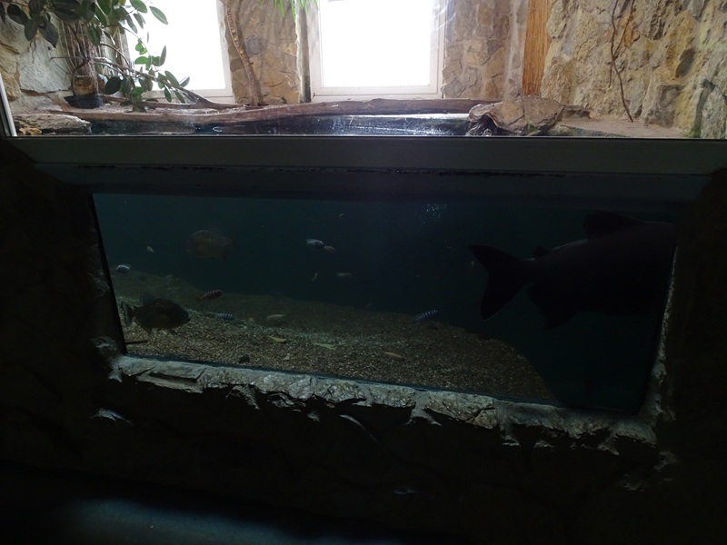 Meeresaquarium Zella-Mehlis: dwarf crocodile, pacu and others