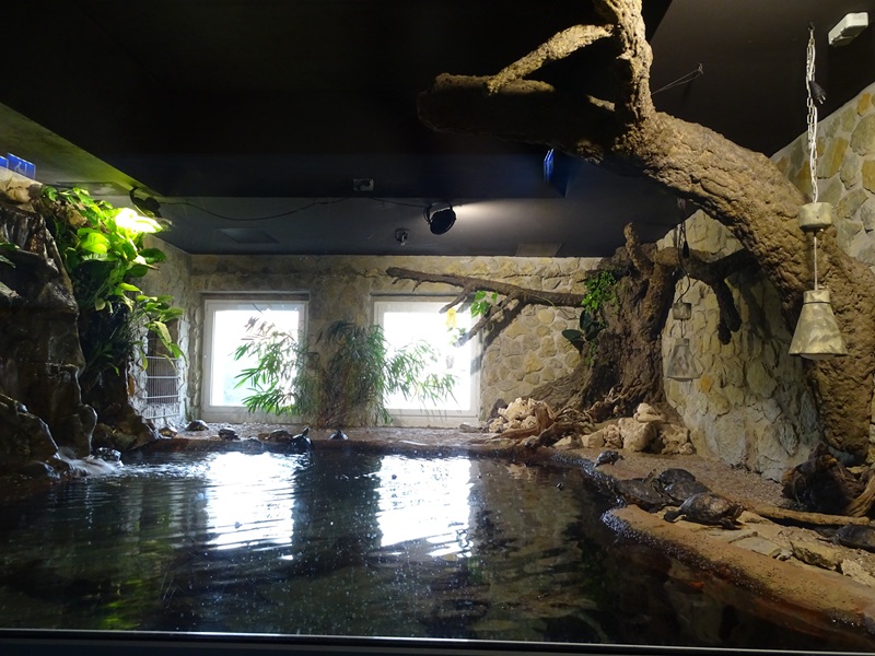 Meeresaquarium Zella-Mehlis: Enclosure for various turtles and fishes