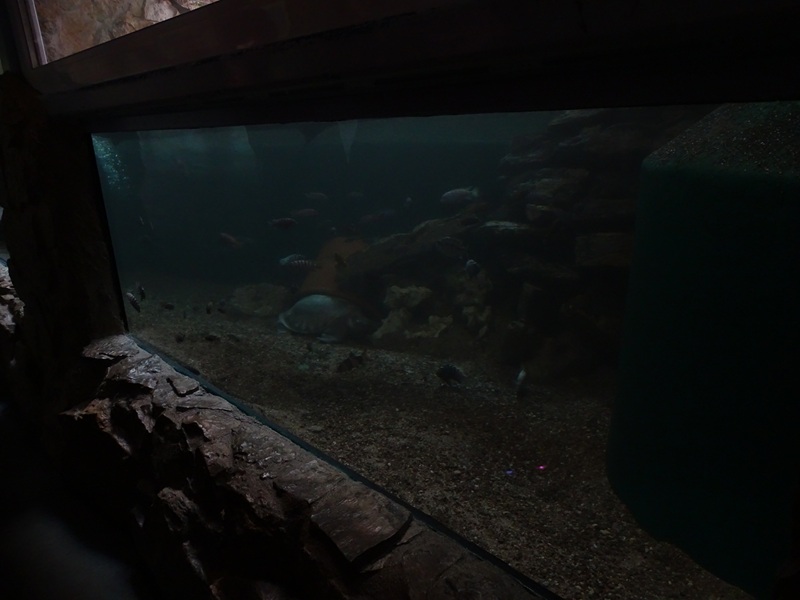 Meeresaquarium Zella-Mehlis: Enclosure for various turtles and fishes