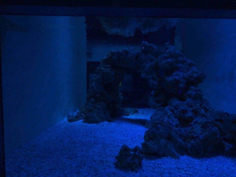 Meeresaquarium Zella-Mehlis: Epaulette shark + wobbegong tank