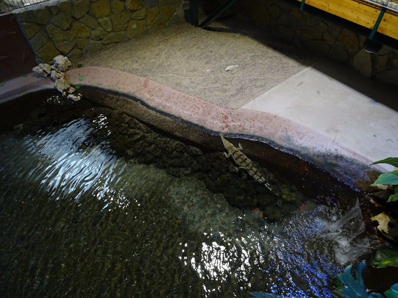 Meeresaquarium Zella-Mehlis: Freshwater crocodile enclosure