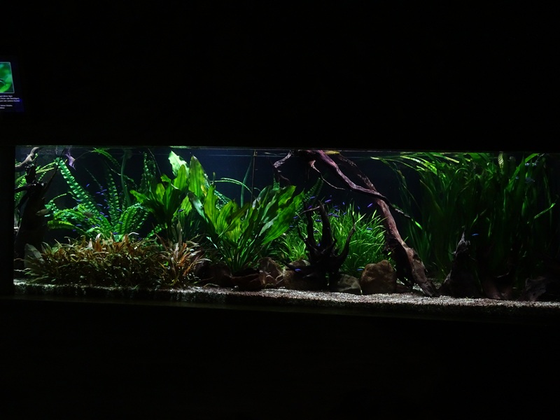 Meeresaquarium Zella-Mehlis: gourami / tetra / loach tank