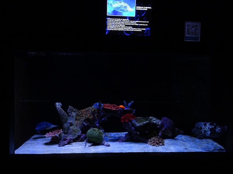 Meeresaquarium Zella-Mehlis: grouper/parrotfish/pufferfish tank