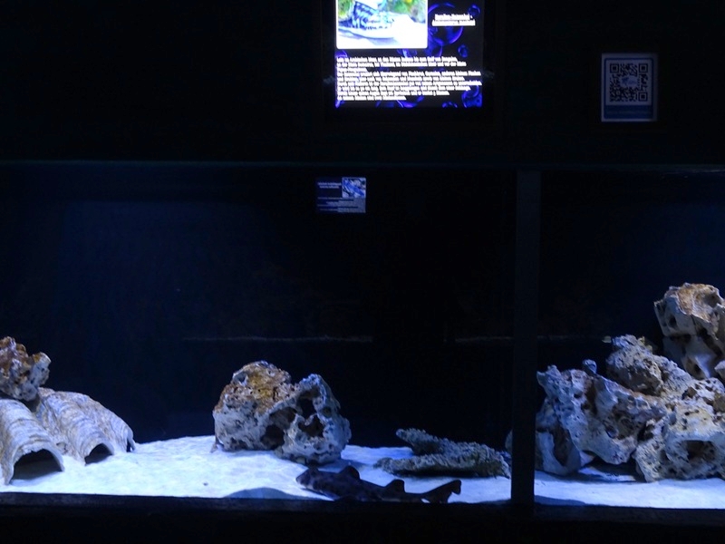 Meeresaquarium Zella-Mehlis: Horn shark / coral cat shark tank
