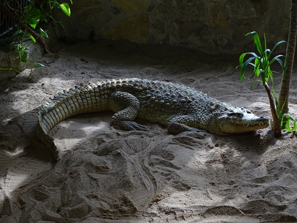 Meeresaquarium Zella-Mehlis: Hybrid C. niloticus x C. intermedius