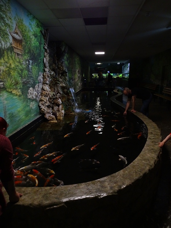 Meeresaquarium Zella-Mehlis: Koi pond
