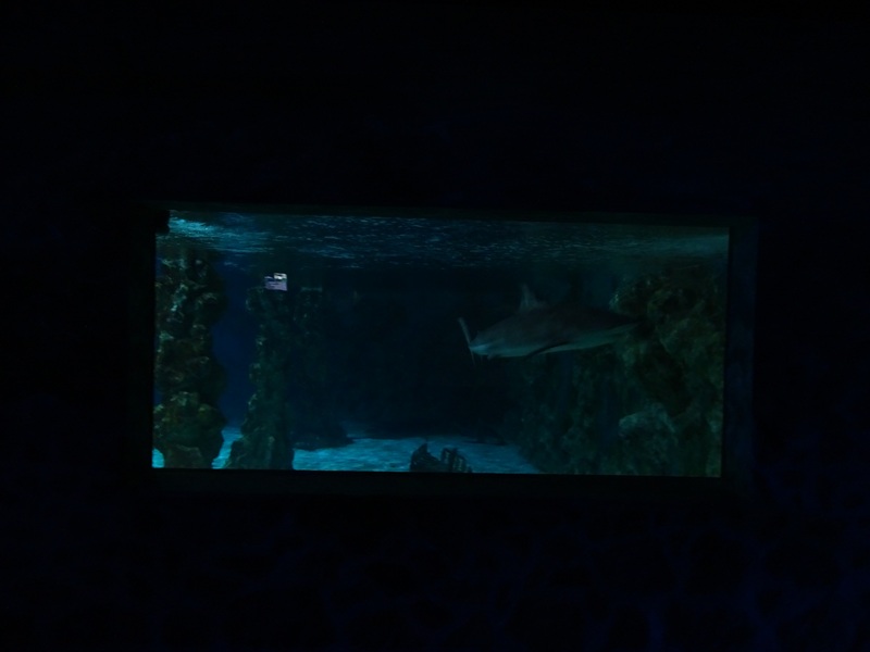 Meeresaquarium Zella-Mehlis: Large shark tank