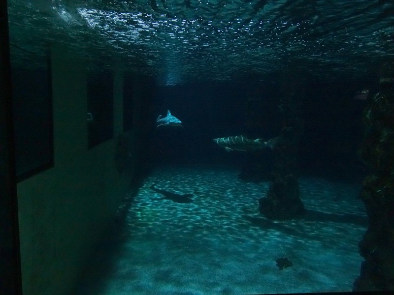 Meeresaquarium Zella-Mehlis: Large shark tank