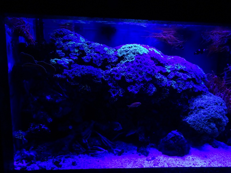 Meeresaquarium Zella-Mehlis: Living coral reef tank